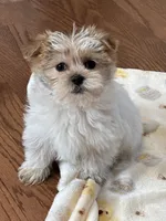 Kobie, a male Shorkie for sale in Gurnee, IL – Photo 1 of 5