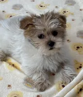 Kobie, a male Shorkie for sale in Gurnee, IL – Photo 3 of 5