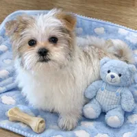 Kobie, a male Shorkie for sale in Gurnee, IL – 2 of 6