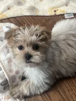 Kobie, a male Shorkie for sale in Gurnee, IL – Photo 2 of 5