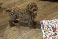 Rosa, a female Cavapoo for sale in Gurnee, IL – 2 of 4