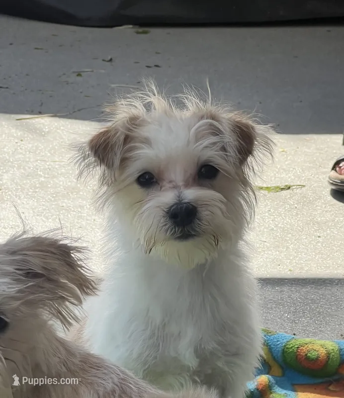 Kobie – Shorkie puppy for sale in Gurnee, IL