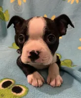 Tristan, a male Boston Terrier for sale in Gurnee, IL – Photo 1 of 4