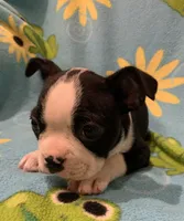 Tristan, a male Boston Terrier for sale in Gurnee, IL – Photo 3 of 4