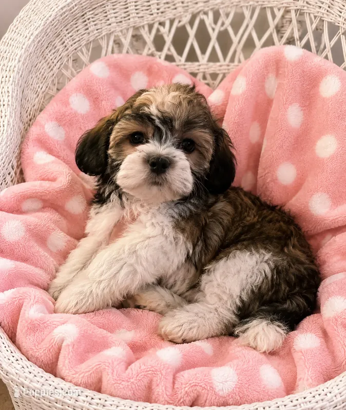 Maya – Havanese, Shih Tzu puppy for sale in Gurnee, IL