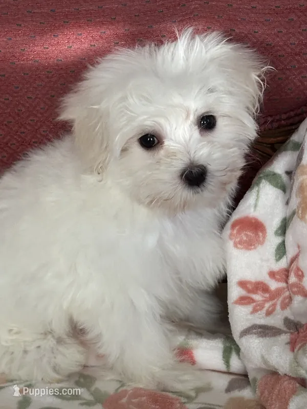 Kiki – Maltese puppy for sale in Gurnee, IL