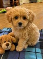 Ross, a male Maltipoo for sale in Gurnee, IL – 1 of 2