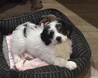 Shelby, a female Miniature Bernedoodle for sale in Gurnee, IL – Photo 2 of 5