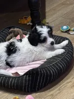 Shelby, a female Miniature Bernedoodle for sale in Gurnee, IL – Photo 4 of 5