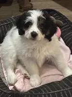 Shelby, a female Miniature Bernedoodle for sale in Gurnee, IL – Photo 1 of 5