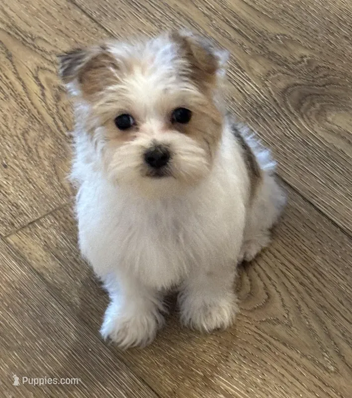 Riley – Shorkie puppy for sale in Gurnee, IL