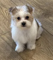 Riley, a male Shorkie for sale in Gurnee, IL – 2 of 3