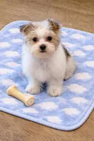 Riley, a male Shorkie for sale in Gurnee, IL – 1 of 3