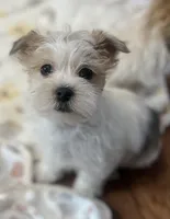 Riley, a male Shorkie for sale in Gurnee, IL – 3 of 3