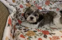 Maya, a female Havanese and Shih Tzu for sale in Gurnee, IL – 2 of 4