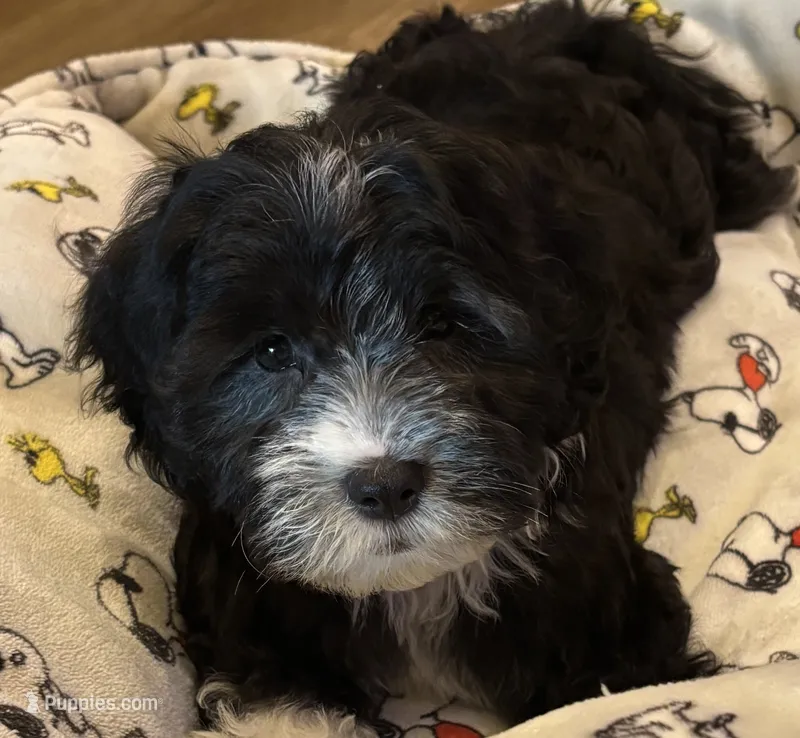 Hank – Havapoo puppy for sale in Gurnee, IL