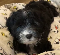 Hank, a male Havapoo for sale in Gurnee, IL – 1 of 4