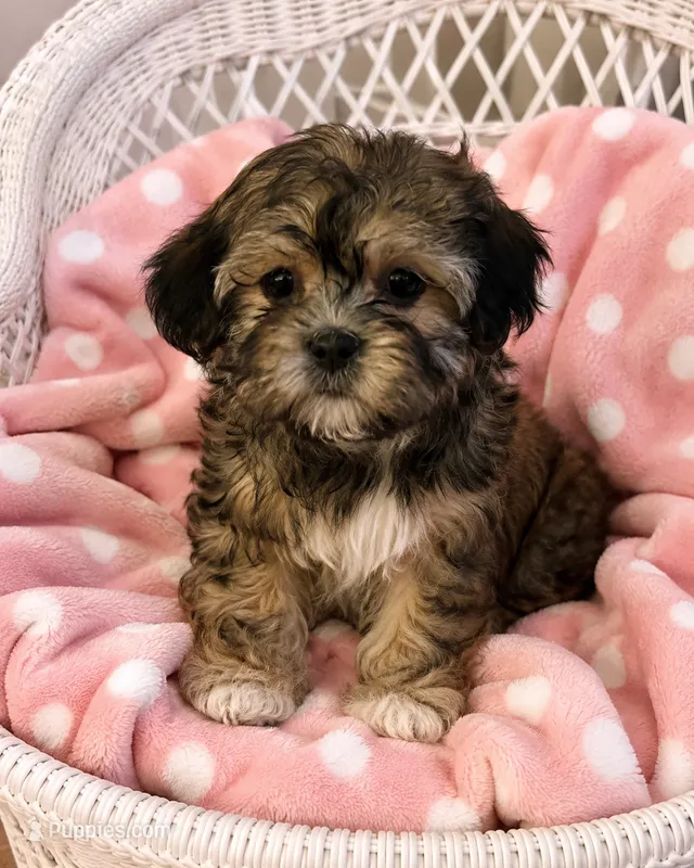 Brie – Havanese, Shih Tzu puppy for sale in Gurnee, IL