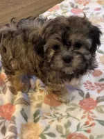 Brie, a female Havanese and Shih Tzu for sale in Gurnee, IL – 4 of 4