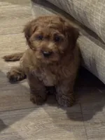 Burt, a male Cavapoo for sale in Gurnee, IL – 2 of 4