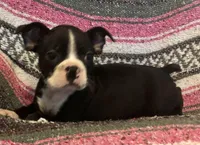 JoJi, a female Boston Terrier for sale in Gurnee, IL – Photo 2 of 2