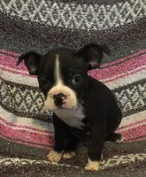 JoJi, a female Boston Terrier for sale in Gurnee, IL – Photo 1 of 2