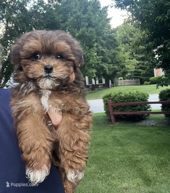 Dixie – Shihpoo puppy for sale in Gurnee, IL