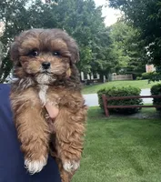 Dixie, a female Shihpoo for sale in Gurnee, IL – 1 of 2