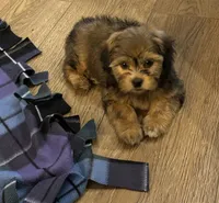 Zeus, a male Havanese and Shih Tzu for sale in Gurnee, IL – 3 of 3