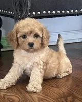 Kiki, a female Cavapoo for sale in Gurnee, IL – 3 of 3