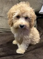 Trevor, a male Cavapoo for sale in Gurnee, IL – 2 of 3