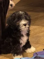 Hank, a male Havapoo for sale in Gurnee, IL – 4 of 4