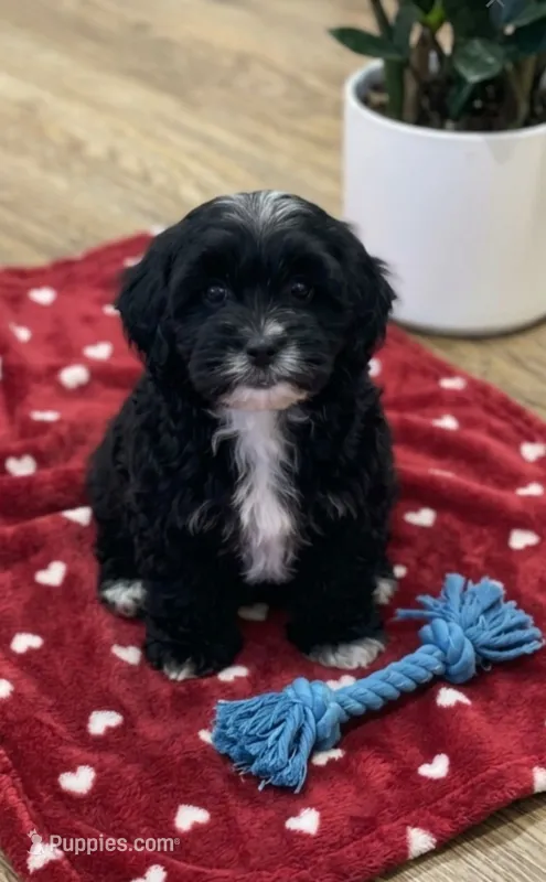Ringo – Havapoo puppy for sale in Gurnee, IL