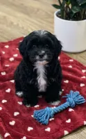 Ringo, a male Havapoo for sale in Gurnee, IL – 1 of 3
