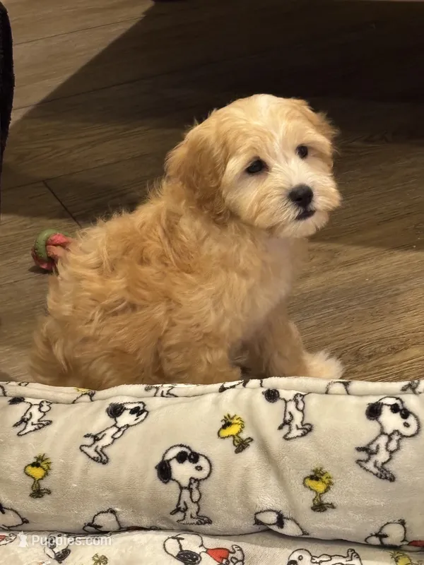 Connor – Havapoo puppy for sale in Gurnee, IL
