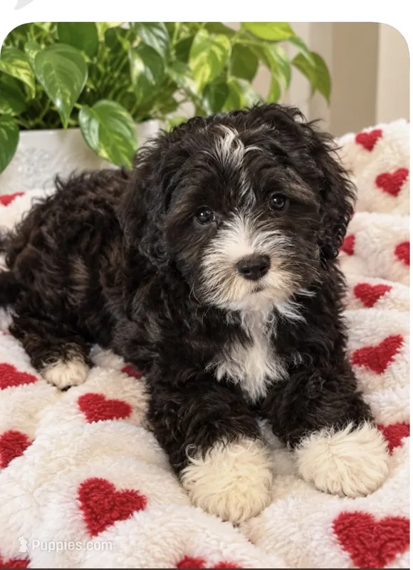 Hank – Havapoo puppy for sale in Gurnee, IL