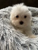 Jake, a male Maltese for sale in Gurnee, IL – 3 of 4