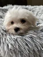 Jake, a male Maltese for sale in Gurnee, IL – 4 of 4