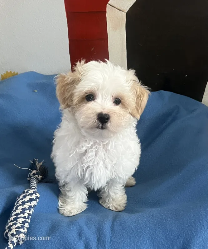 Ziggy – Maltipoo puppy for sale in Gurnee, IL