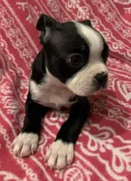 Trixie, a female Boston Terrier for sale in Gurnee, IL – Photo 2 of 3