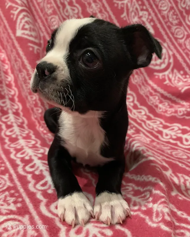 Trixie, a female Boston Terrier for sale in Gurnee, IL – Photo 1 of 3