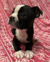 Trixie, a female Boston Terrier for sale in Gurnee, IL – Photo 1 of 3