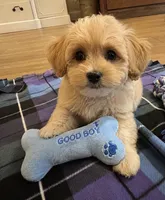 Ross, a male Maltipoo for sale in Gurnee, IL – 2 of 2