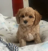 Shane, a male Cavapoo for sale in Gurnee, IL – 1 of 3