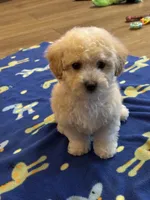 Kane, a male Maltipoo for sale in Gurnee, IL – 2 of 2