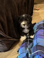 Hank, a male Havapoo for sale in Gurnee, IL – 3 of 4