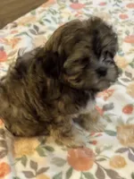 Brie, a female Havanese and Shih Tzu for sale in Gurnee, IL – 3 of 4