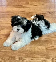 Char, a female Havamalt for sale in Gurnee, IL – Photo 4 of 5