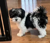 Char, a female Havamalt for sale in Gurnee, IL – Photo 3 of 5