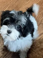 Char, a female Havamalt for sale in Gurnee, IL – Photo 5 of 5